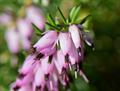 winter heath